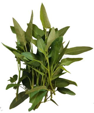 空心菜水旺菜阳台蔬菜免抠实拍实物摄影元素素材