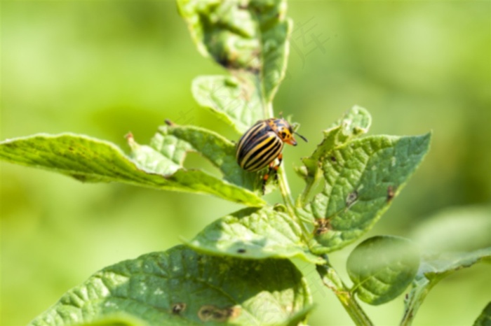 趴在草茎上的昆虫
