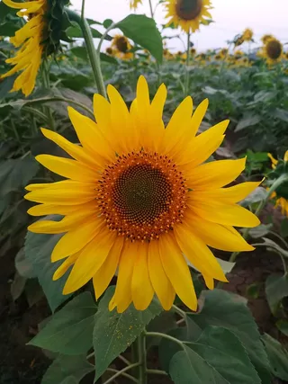 黄色向日葵摄影素材