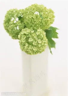 家俱饰品-三支绣球花特写