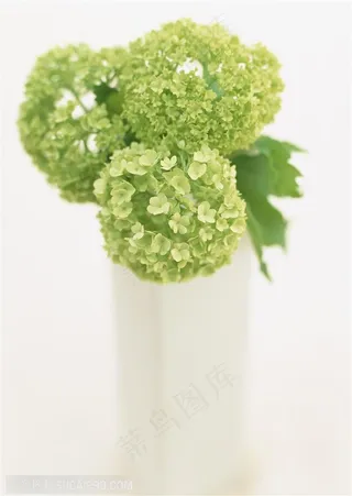 家俱饰品-三支绣球花特写