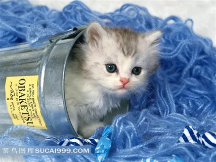 蓝色毛线铁桶里的小猫