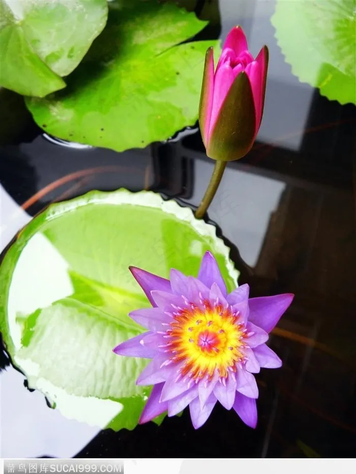 出水芙蓉-睡莲与荷花