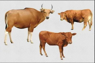 牛 黄牛 免扣元素素材