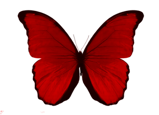 蝴蝶红色蝴蝶免抠图