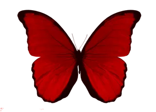蝴蝶红色蝴蝶免抠图