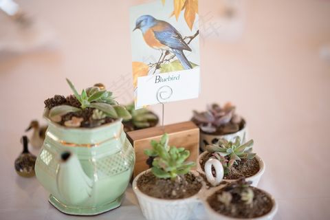 室内绿植盆栽图片 室内绿植盆栽图片