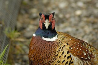 鸡母鸡走地鸡散养鸡鸡肉农村牧场山鸡山鸟