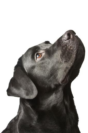 拉布拉多犬 PNG免抠(2592x3888)