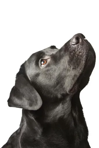 拉布拉多犬 PNG免抠(2592x3888)