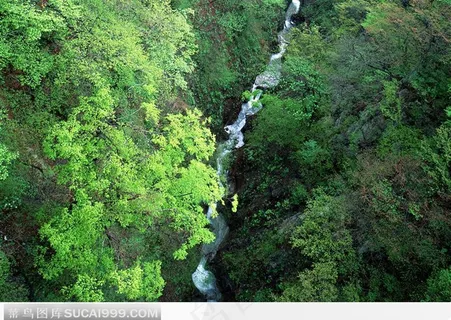 树林间细长的溪水