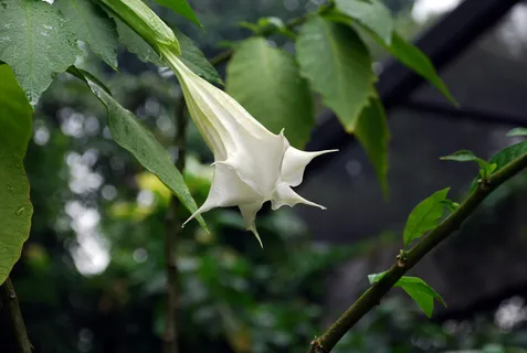 曼陀罗鲜花图片 曼陀罗鲜花图片