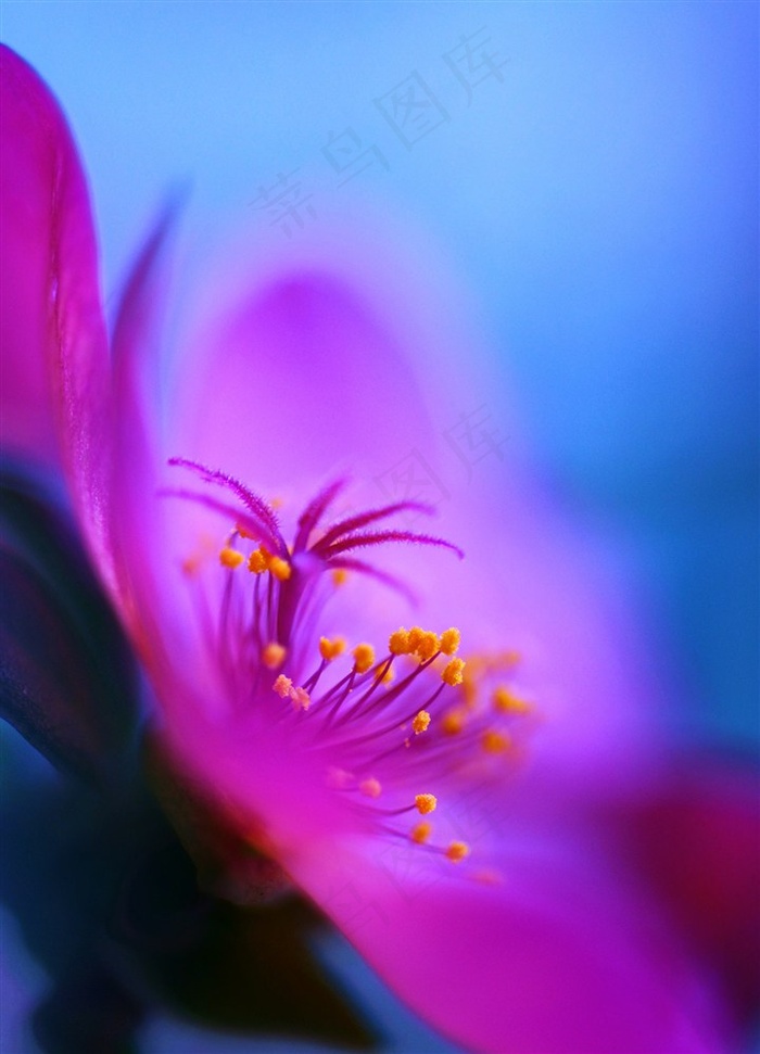 唯美花蕊鲜花图片