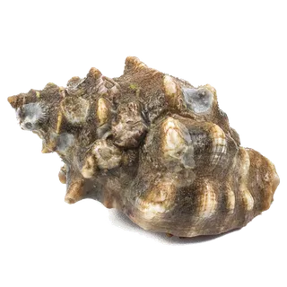 海螺海鲜超市商品红酒白底图免抠实物摄影png格式图片透明底