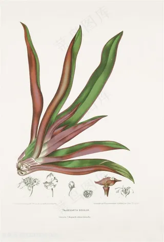 手绘植物插画图片