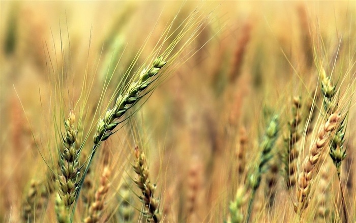 农作物唯美麦田风景高清素材图片