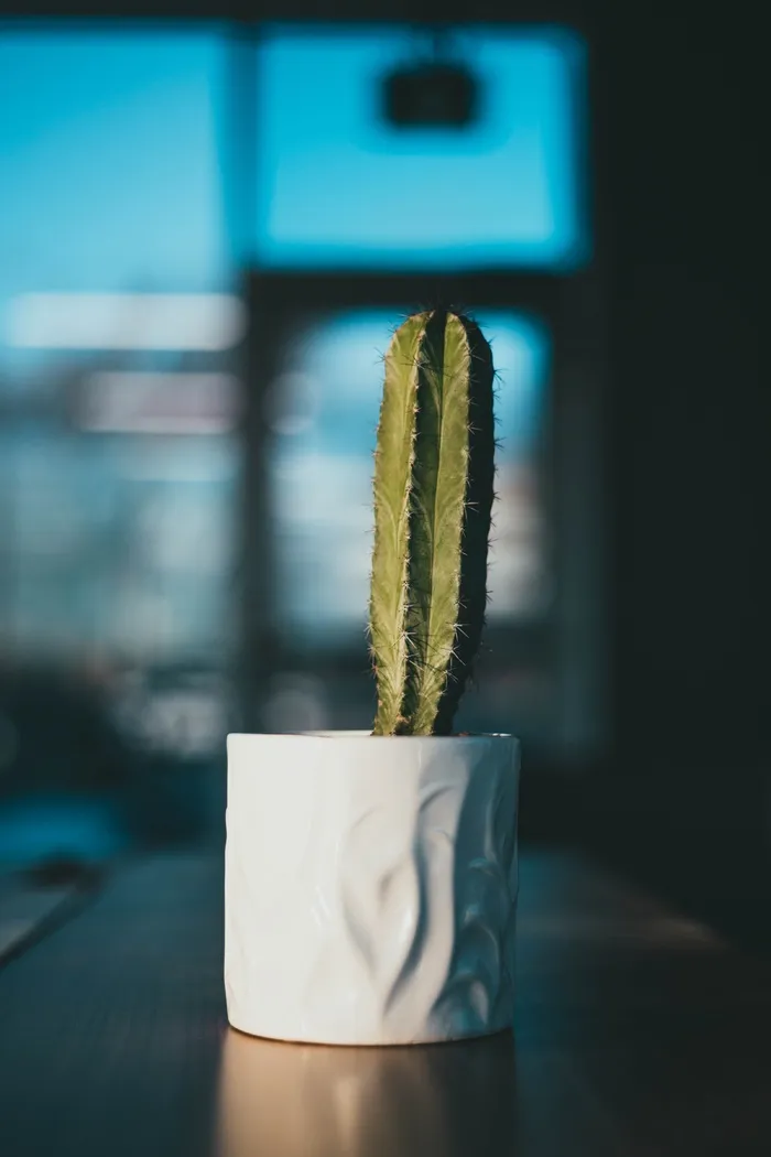 绿色仙人掌仙人球摄影素材