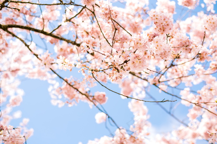 春天樱花盛开唯美图片