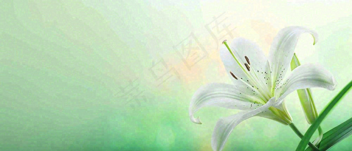 白色鲜花百合花鲜花意境简约，教师节淡雅摄影图(1680x720)