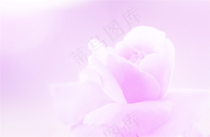 唯美粉色玫瑰花背景高清图片