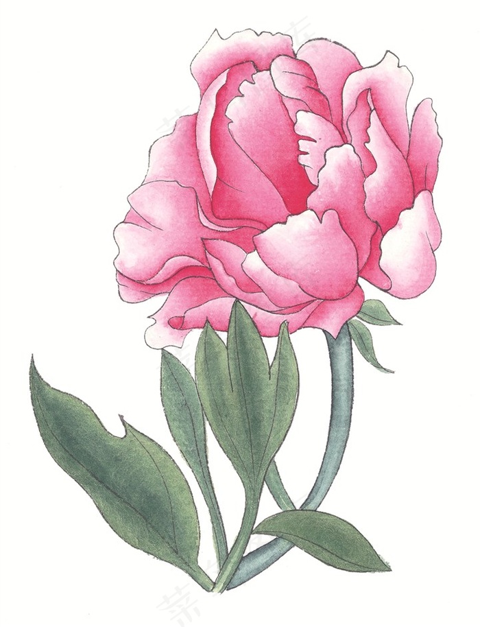 写意花卉设计摄影图片