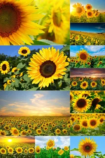 88张向日葵图片集合 88张向日葵图片集合