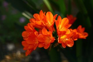 美丽花朵特写图