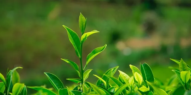 植物幼芽绿叶特写图 植物幼芽绿叶特写图