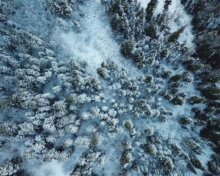 冬季白雪覆盖的树林摄影图片