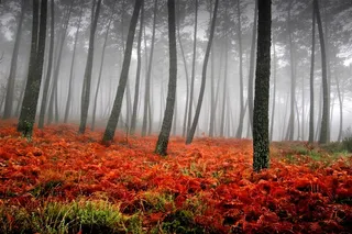 林间地表上成片的红色蕨类植物风景