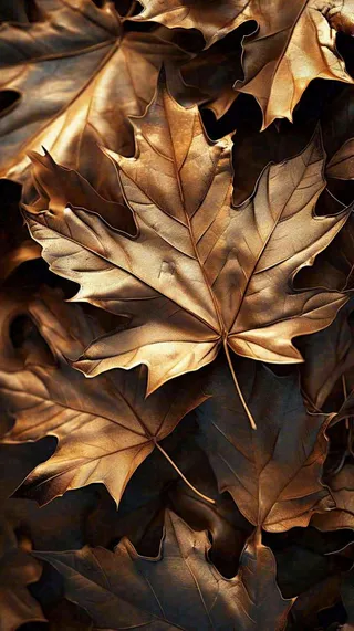 秋叶秋天落叶金黄色秋分