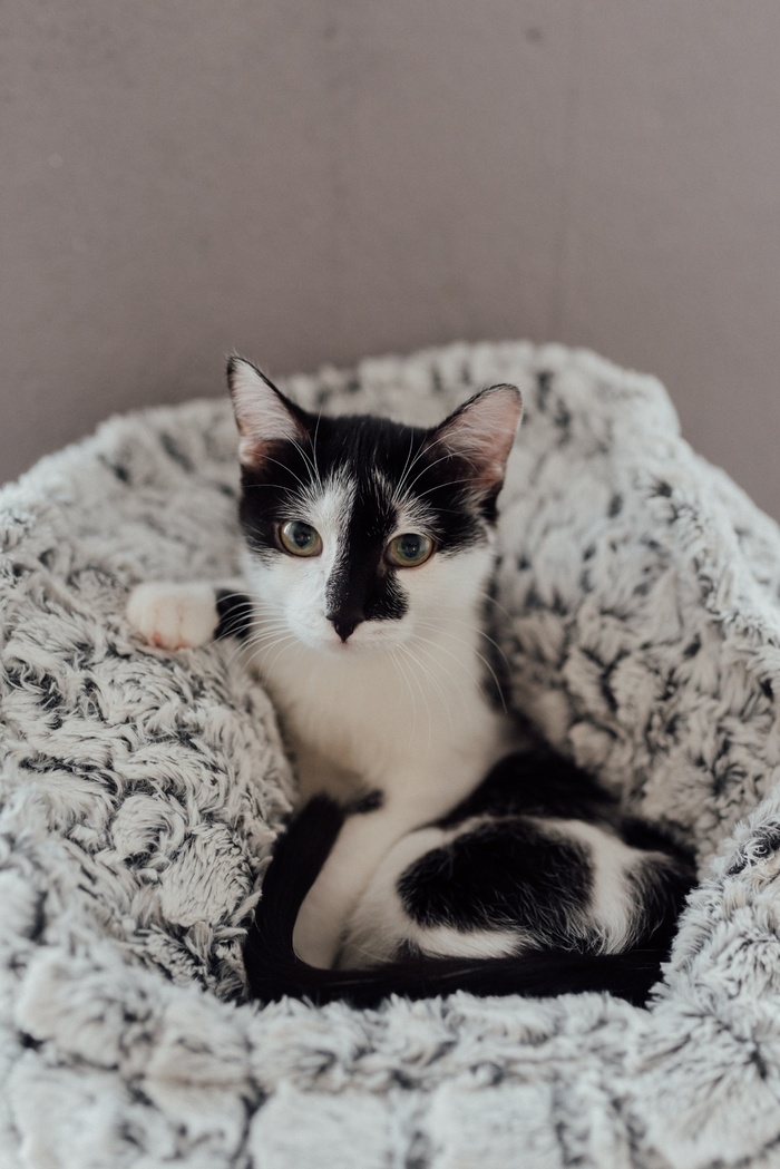 可爱猫咪猫猫摄影素材