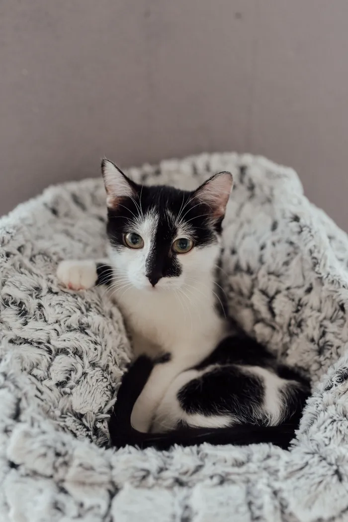 可爱猫咪猫猫摄影素材