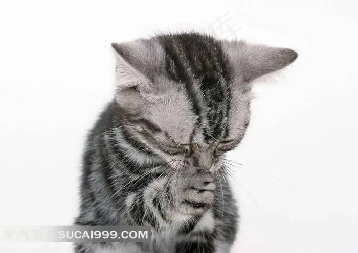 舔手的小猫摄影
