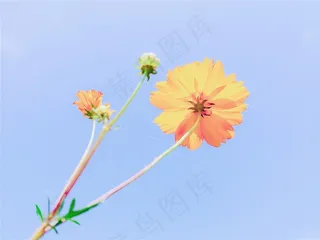 浪漫唯美秋英花