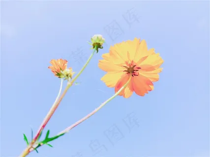 浪漫唯美秋英花 浪漫唯美秋英花