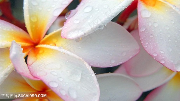 唯美花瓣时尚壁纸