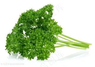 新鲜的芹菜高清图片