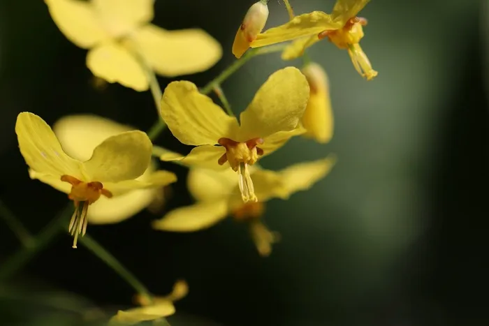仙女花淫羊藿鲜花黄色的花朵袜子花