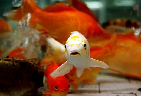 高清金鱼素材图片下载 高清金鱼素材图片下载