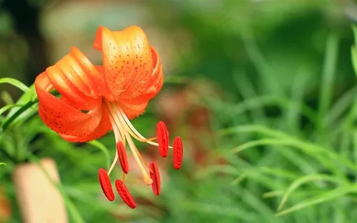 鲜花系列橙色百合花