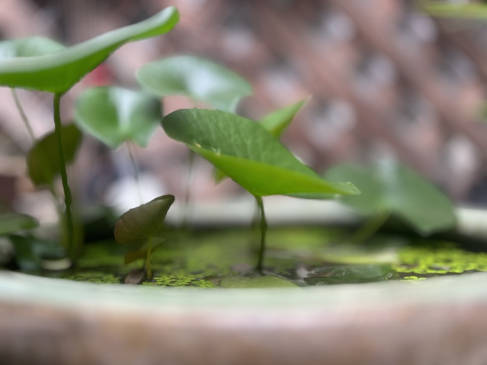 夏日小荷塘