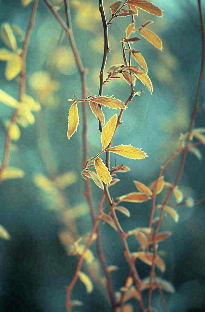 藤曼森林里面藤曼特写昏暗