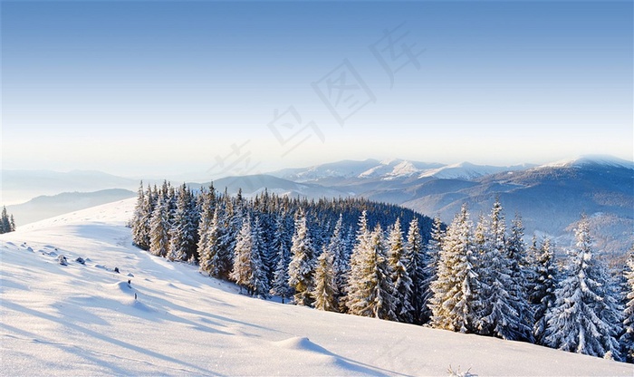 雪地里的杉树树林风景图片