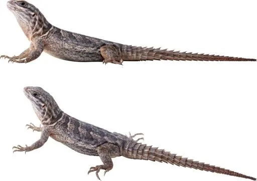 壁虎 PNG免抠(2827x1997)