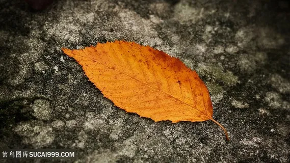 秋叶落叶树叶壁纸