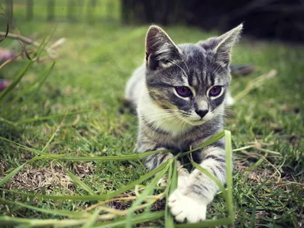 趴着的小猫咪图片 趴着的小猫咪图片