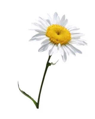 洋甘菊PNG图像，免费花卉图片免抠