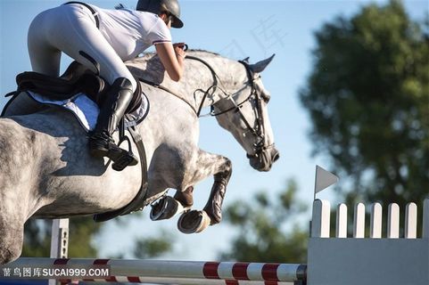 马术骑马运动