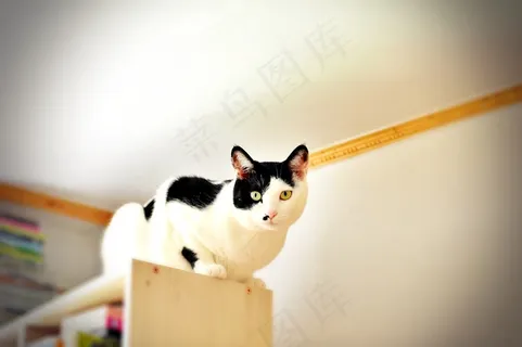 黑白宠物小猫图片 黑白宠物小猫图片